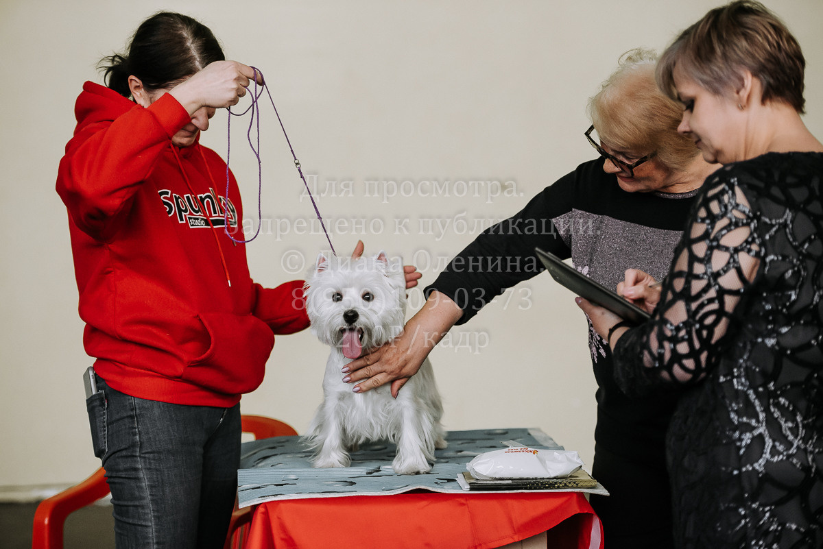 26.03.2022 Выставка собак г. Братск Континенталь. Фотограф Диана Оленина Красноярск / Братск