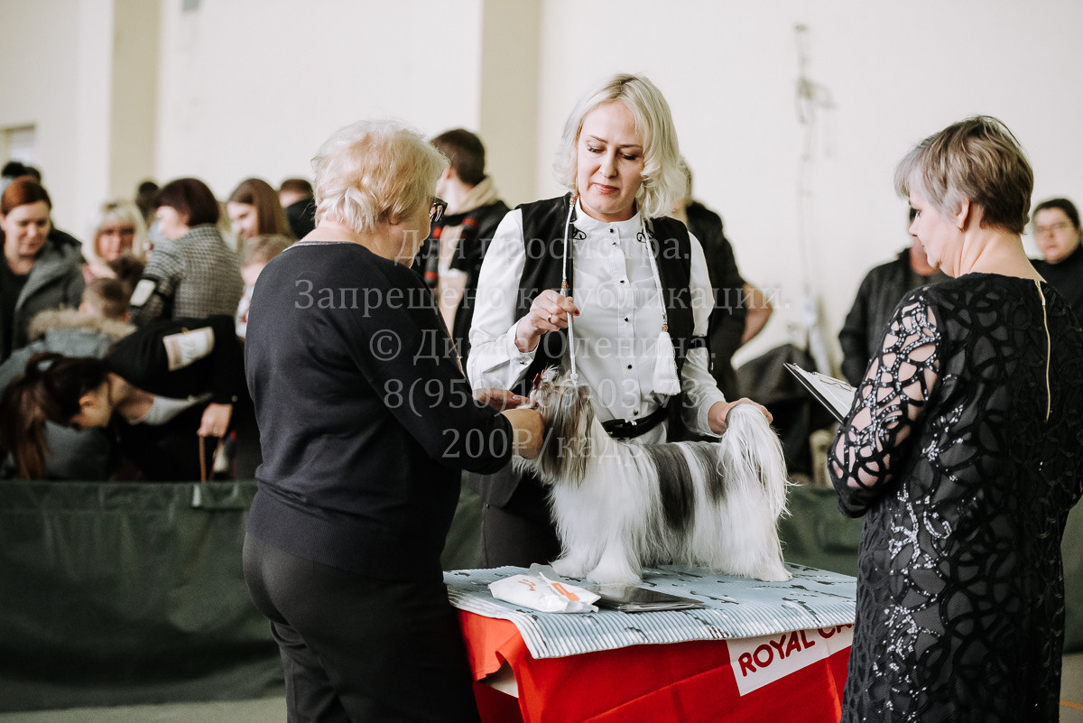26.03.2022 Выставка собак г. Братск Континенталь. Фотограф Диана Оленина Красноярск / Братск