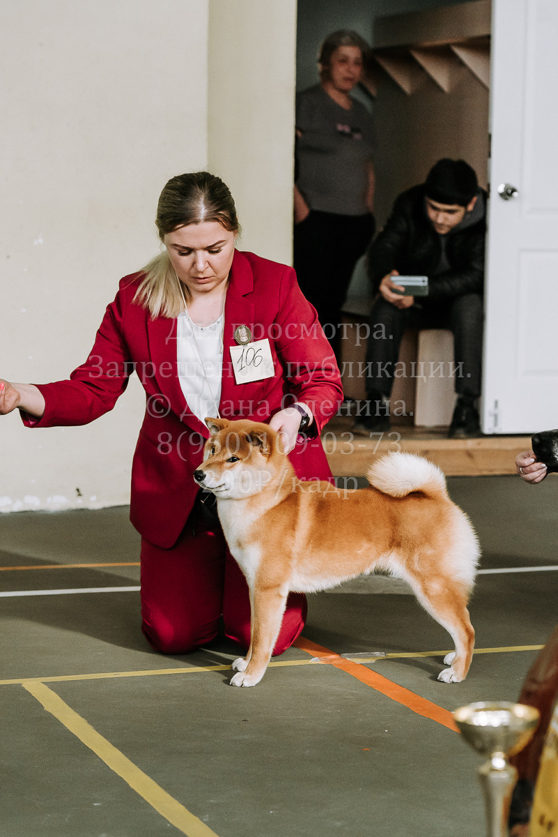 26.03.2022 Выставка собак г. Братск Континенталь. Фотограф Диана Оленина Красноярск / Братск