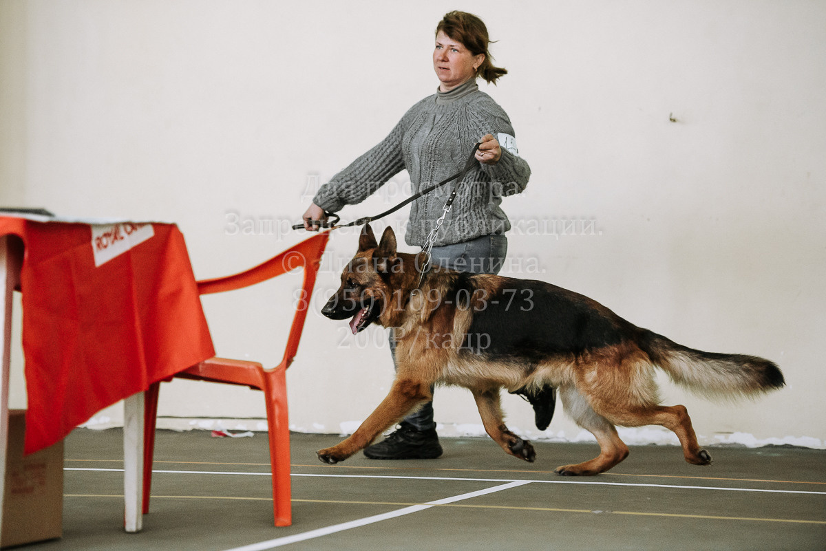 26.03.2022 Выставка собак г. Братск Континенталь. Фотограф Диана Оленина Красноярск / Братск