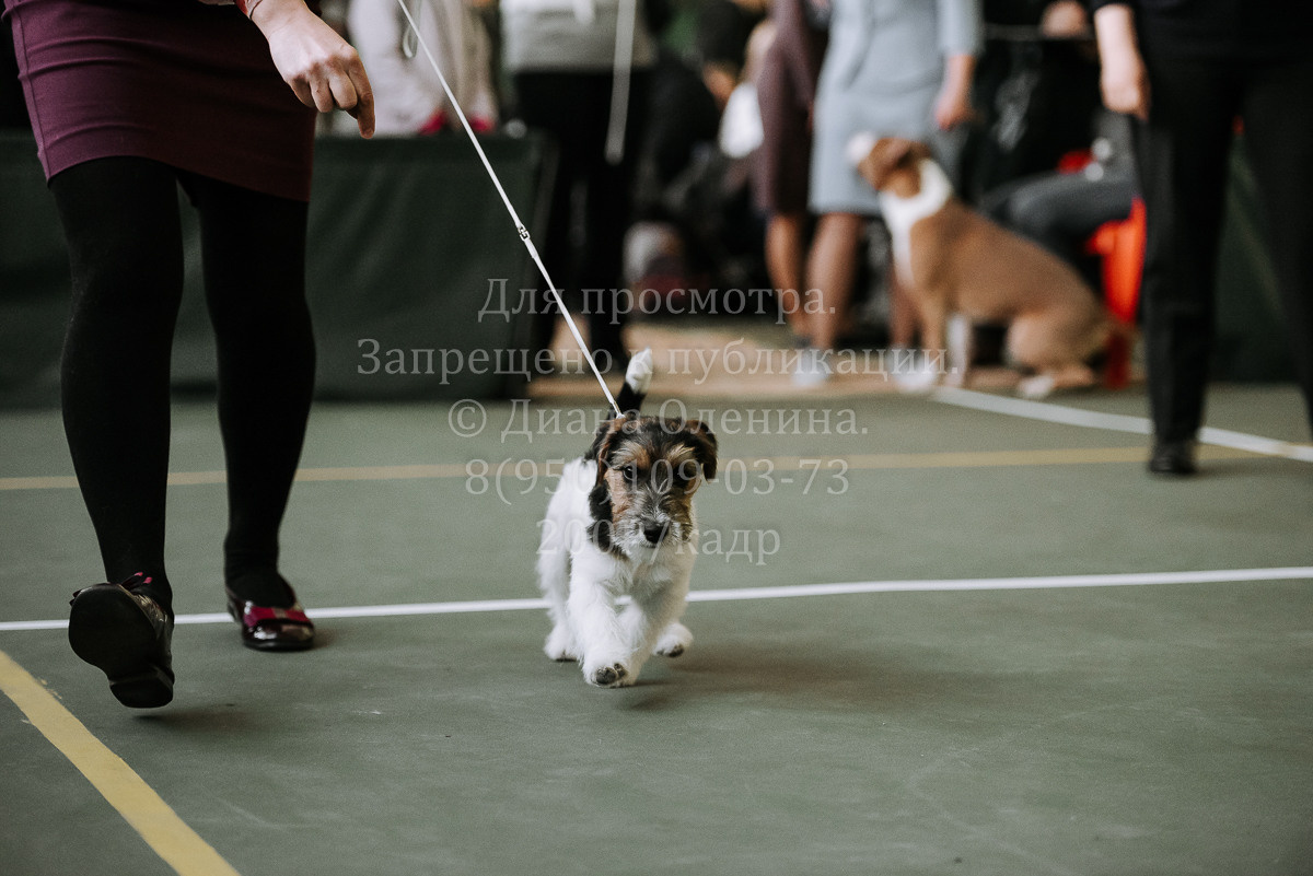 26.03.2022 Выставка собак г. Братск Континенталь. Фотограф Диана Оленина Красноярск / Братск