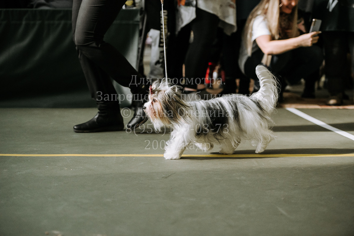 26.03.2022 Выставка собак г. Братск Континенталь. Фотограф Диана Оленина Красноярск / Братск