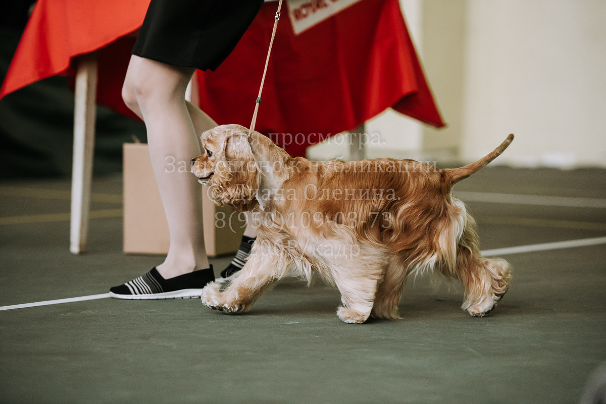 26.03.2022 Выставка собак г. Братск Континенталь. Фотограф Диана Оленина Красноярск / Братск