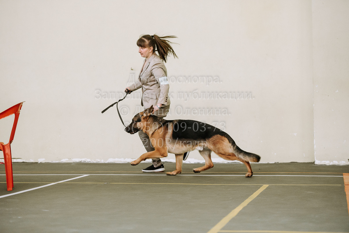 26.03.2022 Выставка собак г. Братск Континенталь. Фотограф Диана Оленина Красноярск / Братск