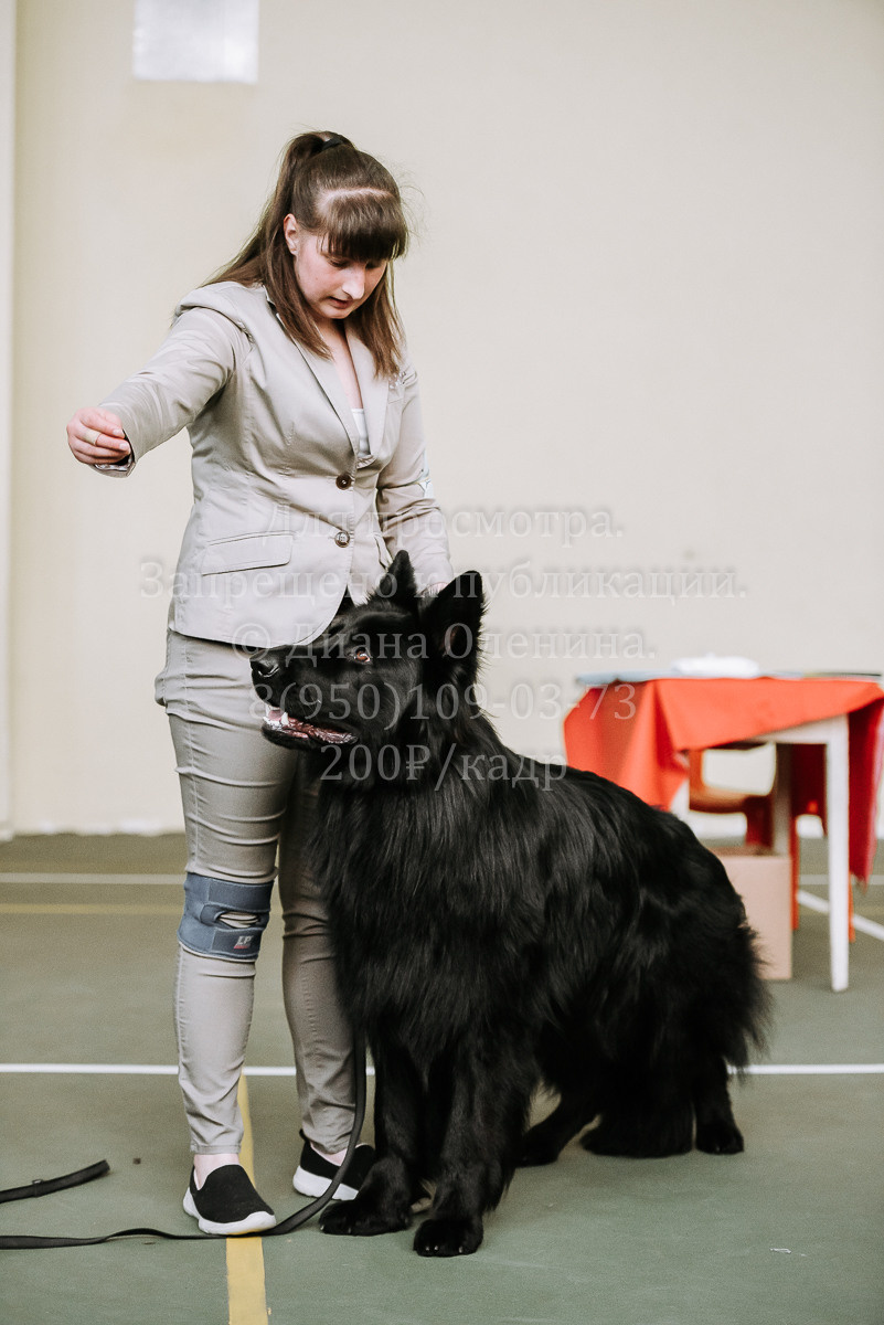 26.03.2022 Выставка собак г. Братск Континенталь. Фотограф Диана Оленина Красноярск / Братск