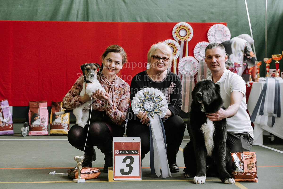 26.03.2022 Выставка собак г. Братск Континенталь. Фотограф Диана Оленина Красноярск / Братск