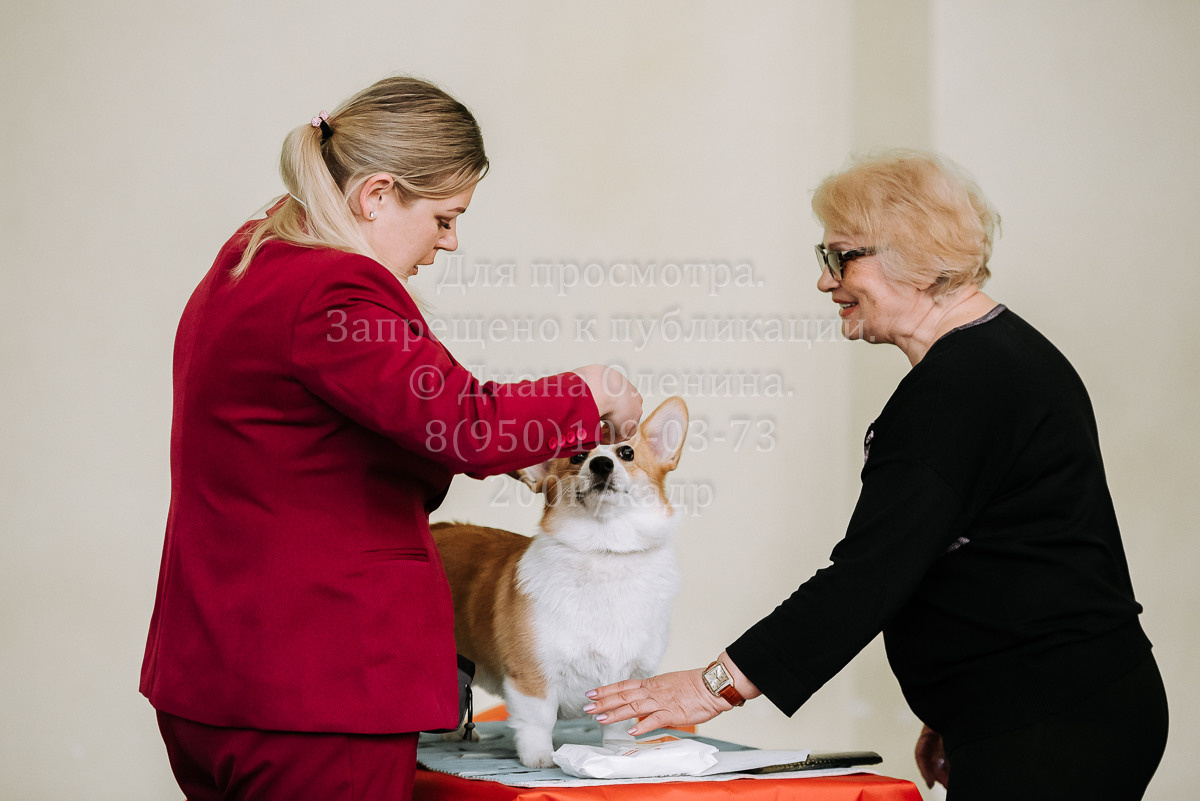 26.03.2022 Выставка собак г. Братск Континенталь. Фотограф Диана Оленина Красноярск / Братск