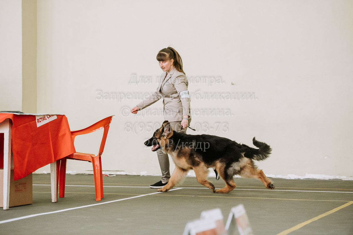 26.03.2022 Выставка собак г. Братск Континенталь. Фотограф Диана Оленина Красноярск / Братск