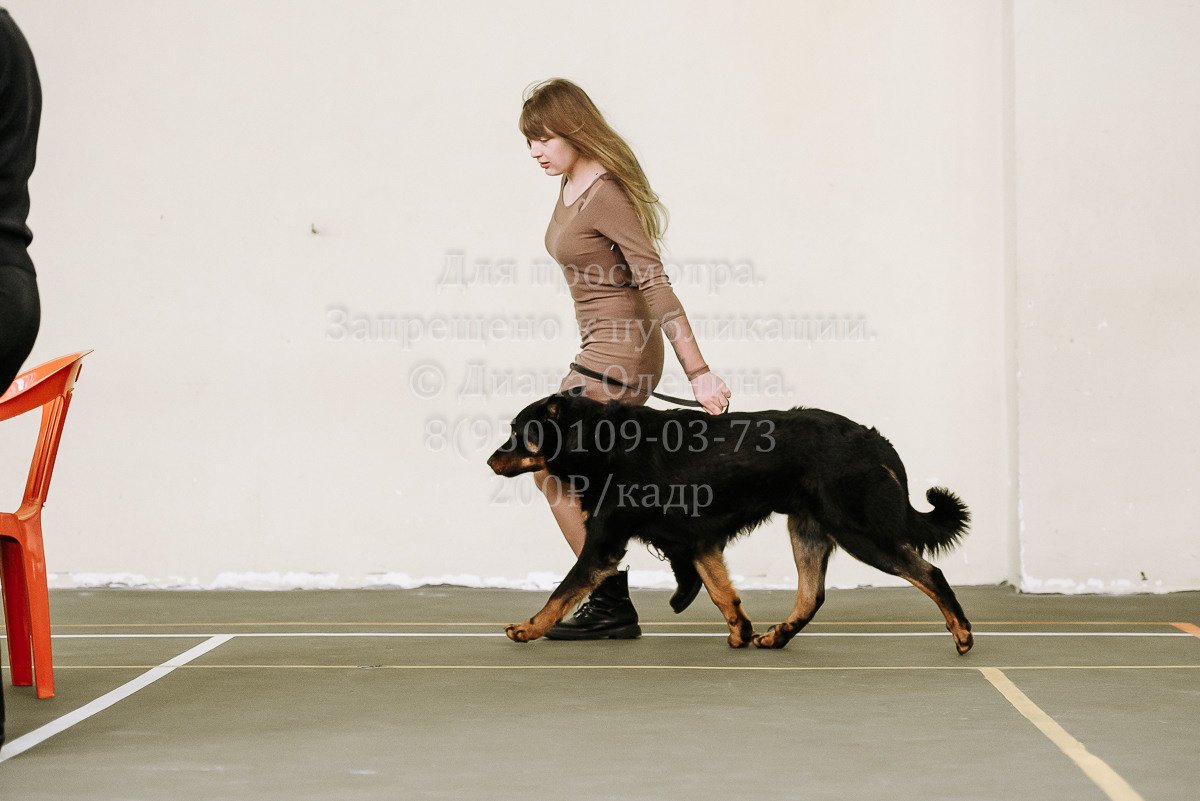 26.03.2022 Выставка собак г. Братск Континенталь. Фотограф Диана Оленина Красноярск / Братск