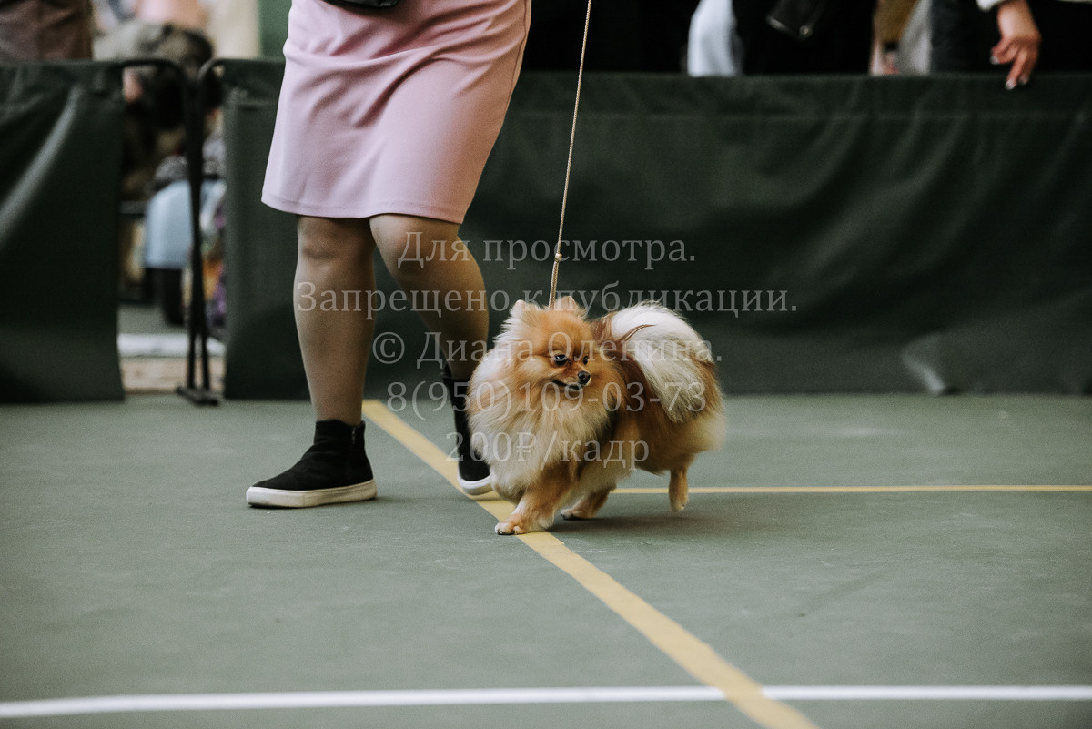 26.03.2022 Выставка собак г. Братск Континенталь. Фотограф Диана Оленина Красноярск / Братск