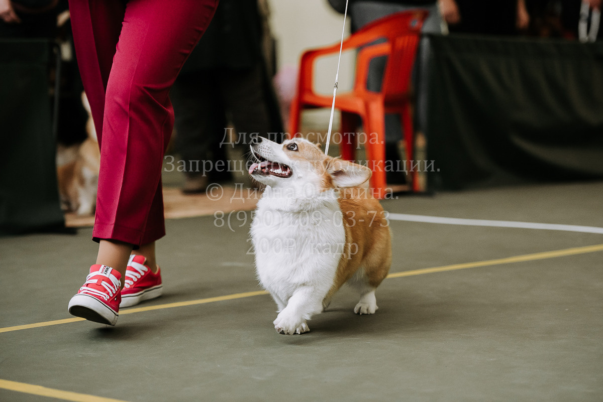26.03.2022 Выставка собак г. Братск Континенталь. Фотограф Диана Оленина Красноярск / Братск