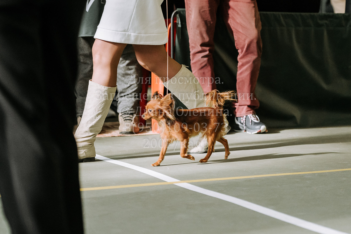 26.03.2022 Выставка собак г. Братск Континенталь. Фотограф Диана Оленина Красноярск / Братск
