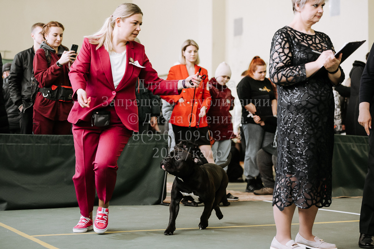 26.03.2022 Выставка собак г. Братск Континенталь. Фотограф Диана Оленина Красноярск / Братск