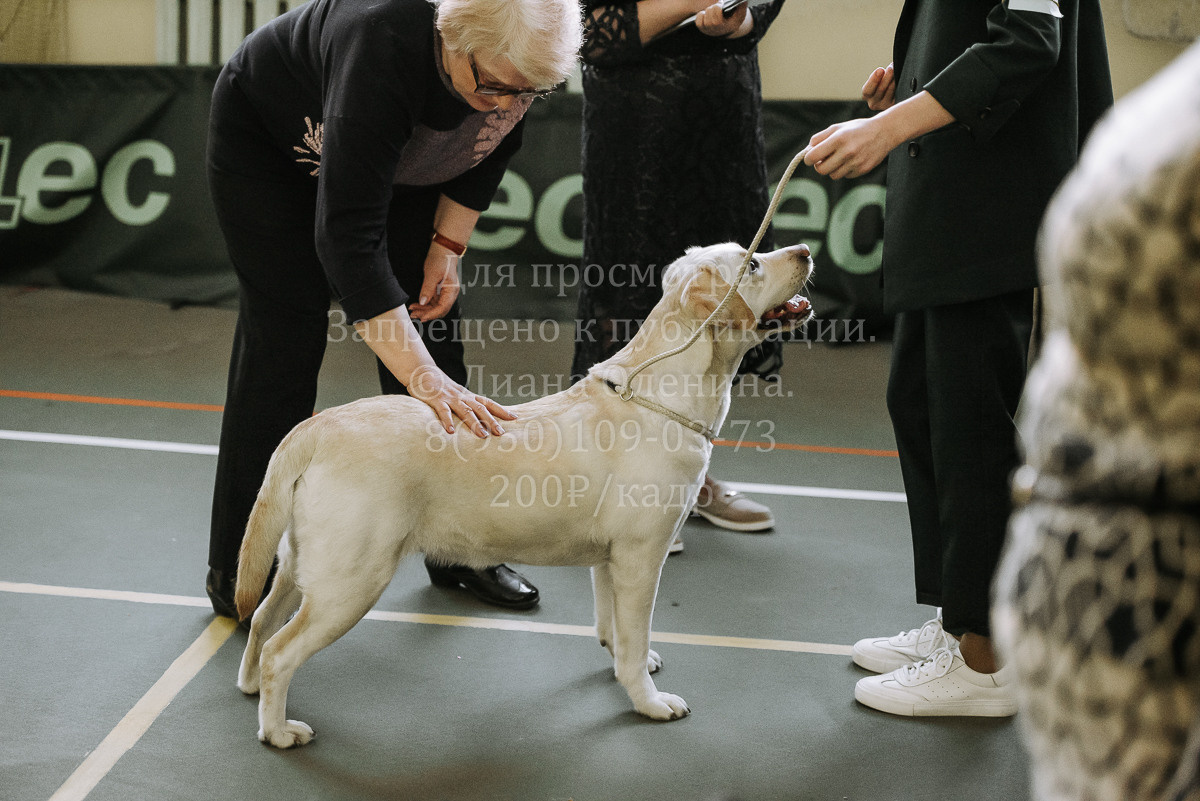 26.03.2022 Выставка собак г. Братск Континенталь. Фотограф Диана Оленина Красноярск / Братск