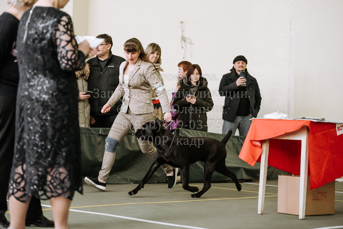 26.03.2022 Выставка собак г. Братск Континенталь. Фотограф Диана Оленина Красноярск / Братск