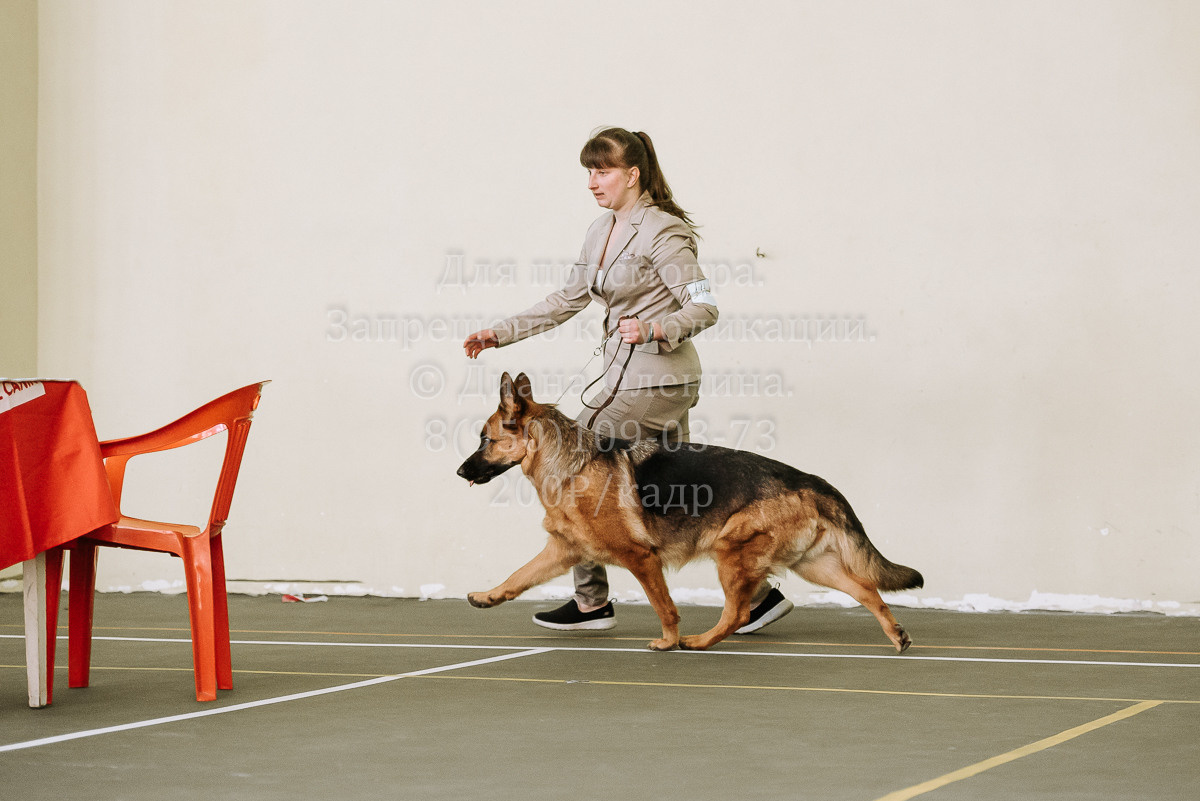 26.03.2022 Выставка собак г. Братск Континенталь. Фотограф Диана Оленина Красноярск / Братск