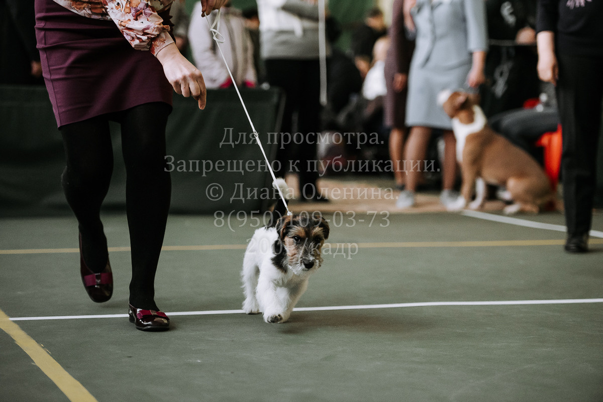 26.03.2022 Выставка собак г. Братск Континенталь. Фотограф Диана Оленина Красноярск / Братск
