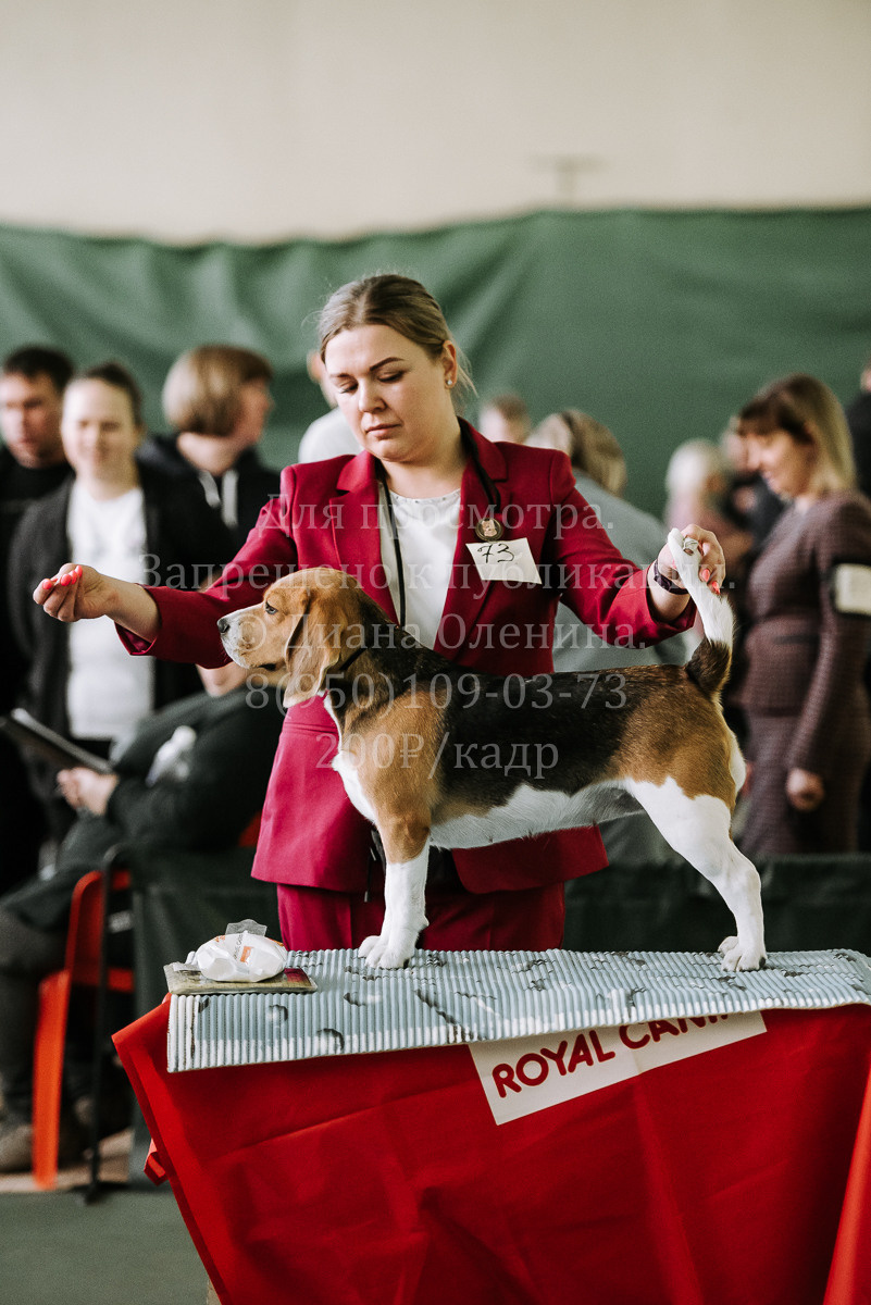 26.03.2022 Выставка собак г. Братск Континенталь. Фотограф Диана Оленина Красноярск / Братск