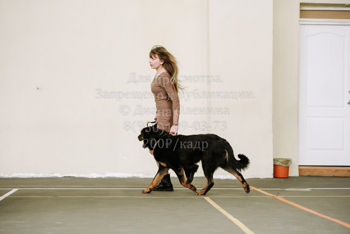 26.03.2022 Выставка собак г. Братск Континенталь. Фотограф Диана Оленина Красноярск / Братск