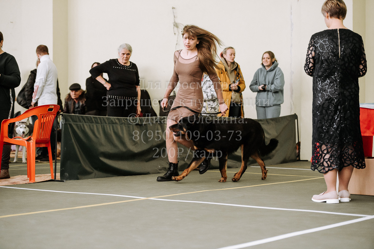 26.03.2022 Выставка собак г. Братск Континенталь. Фотограф Диана Оленина Красноярск / Братск