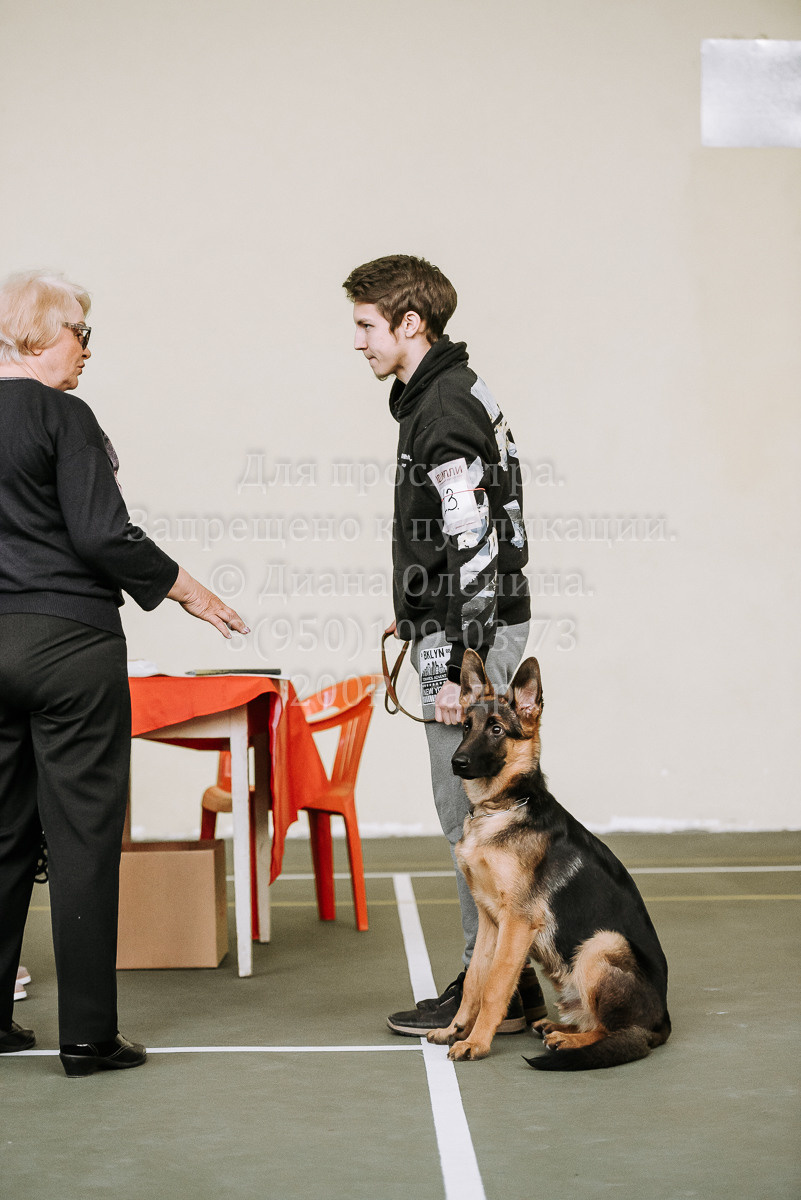 26.03.2022 Выставка собак г. Братск Континенталь. Фотограф Диана Оленина Красноярск / Братск