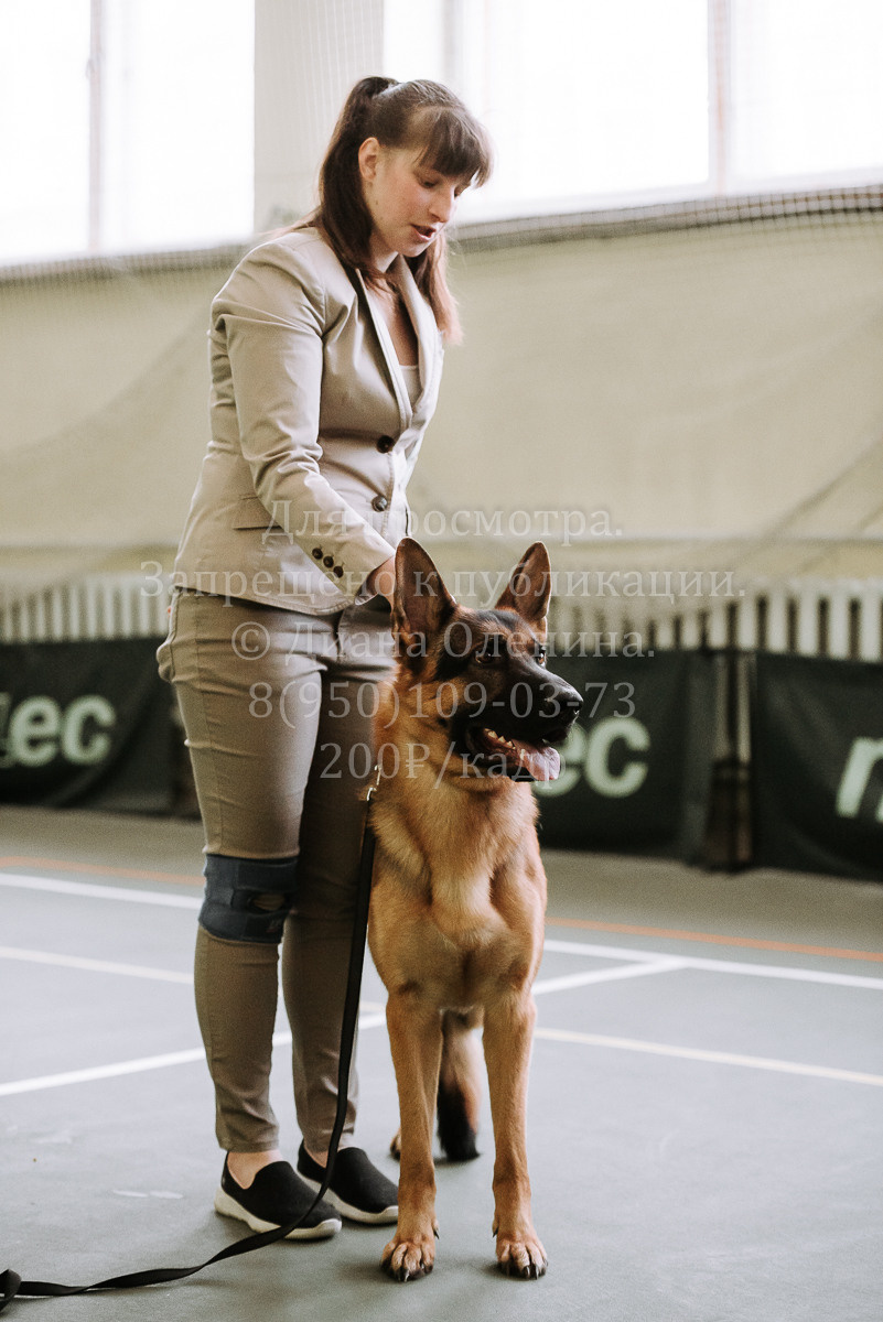26.03.2022 Выставка собак г. Братск Континенталь. Фотограф Диана Оленина Красноярск / Братск