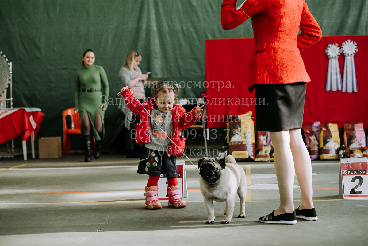 26.03.2022 Выставка собак г. Братск Континенталь. Фотограф Диана Оленина Красноярск / Братск