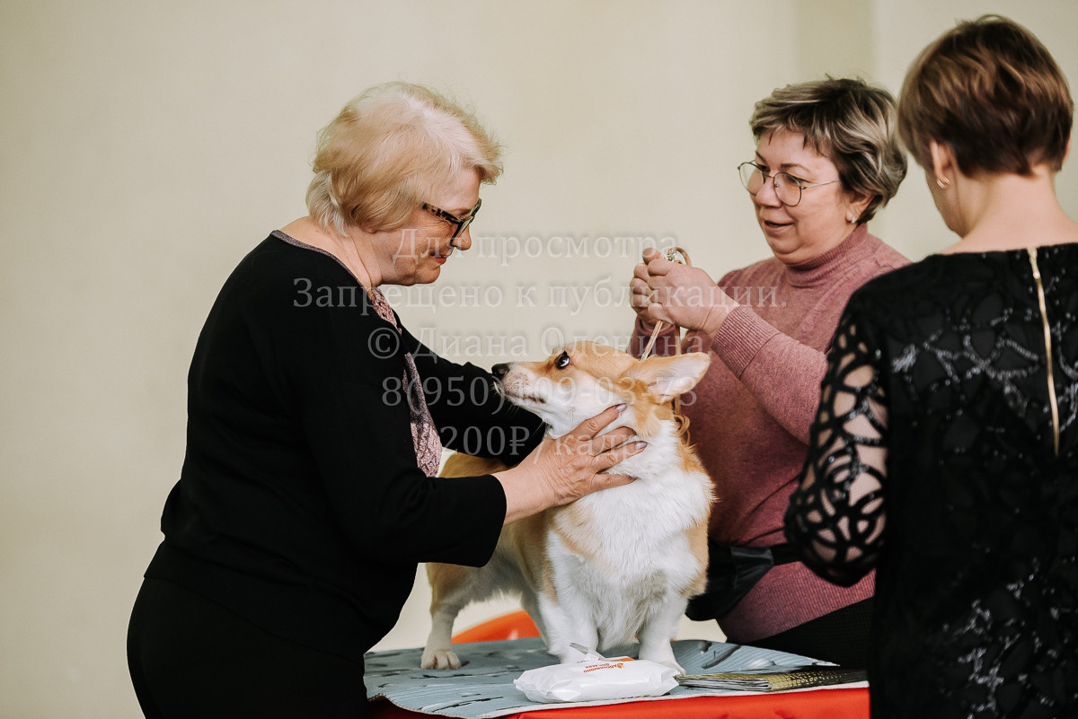 26.03.2022 Выставка собак г. Братск Континенталь. Фотограф Диана Оленина Красноярск / Братск