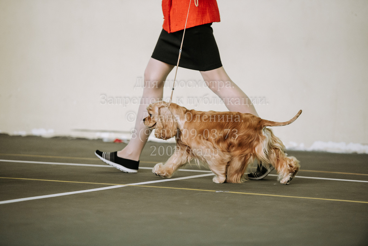 26.03.2022 Выставка собак г. Братск Континенталь. Фотограф Диана Оленина Красноярск / Братск