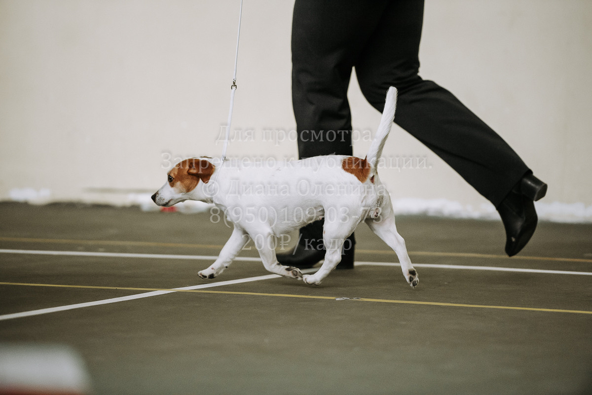 26.03.2022 Выставка собак г. Братск Континенталь. Фотограф Диана Оленина Красноярск / Братск
