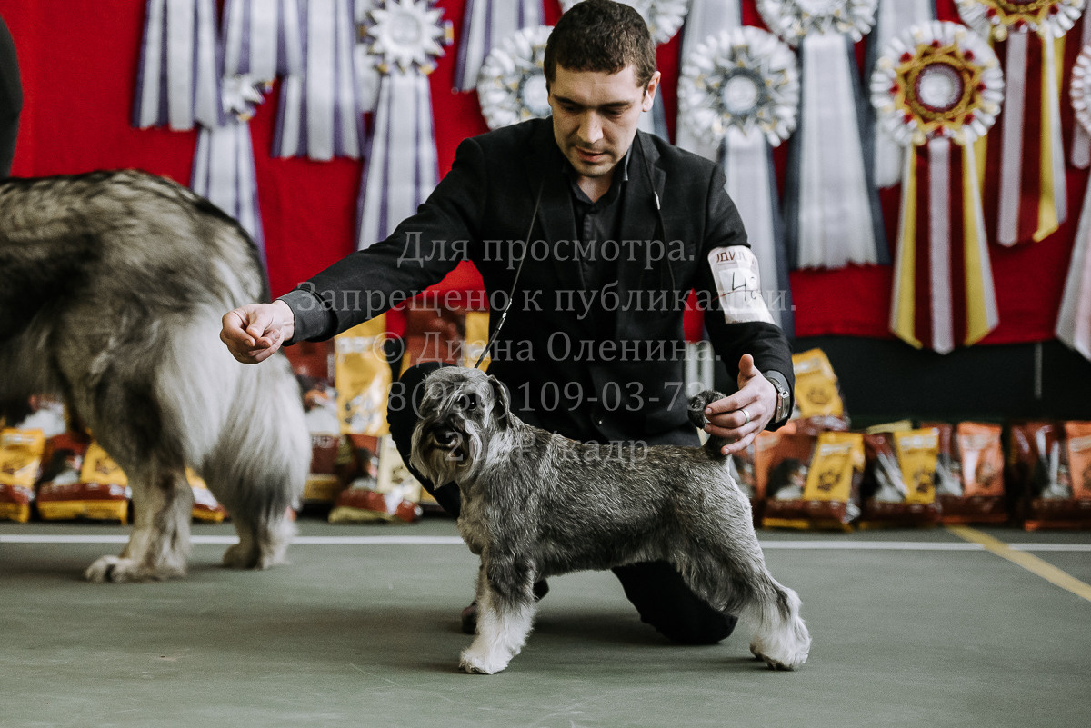 26.03.2022 Выставка собак г. Братск Континенталь. Фотограф Диана Оленина Красноярск / Братск