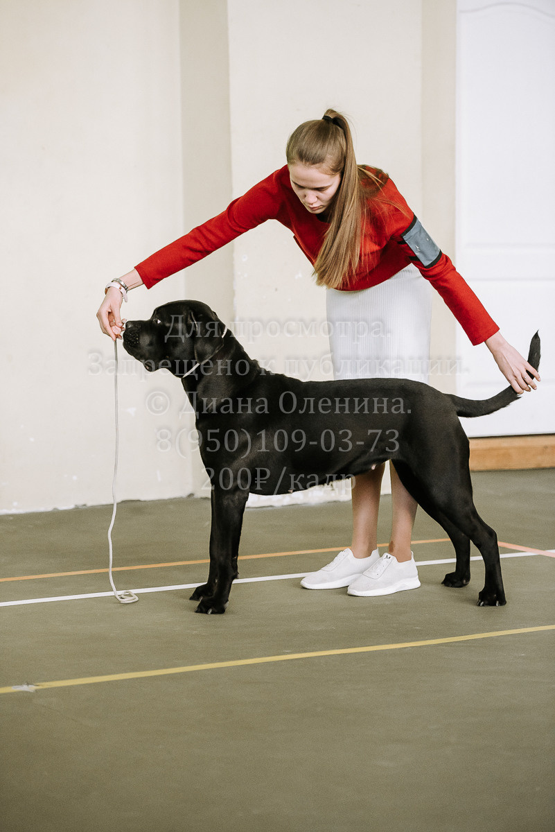 26.03.2022 Выставка собак г. Братск Континенталь. Фотограф Диана Оленина Красноярск / Братск