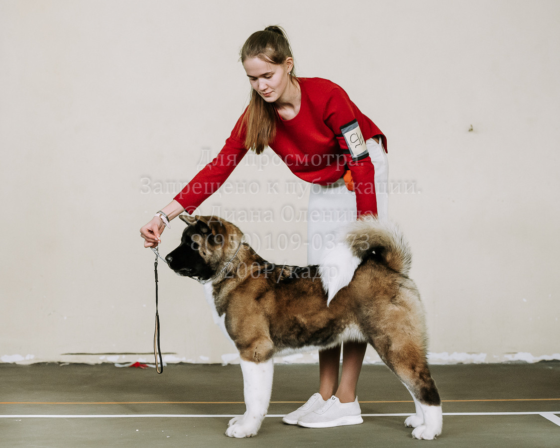 26.03.2022 Выставка собак г. Братск Континенталь. Фотограф Диана Оленина Красноярск / Братск