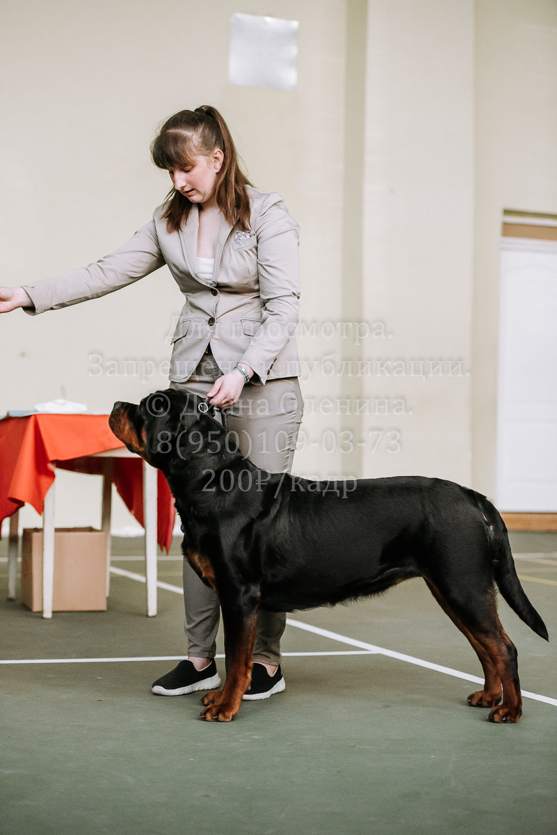 26.03.2022 Выставка собак г. Братск Континенталь. Фотограф Диана Оленина Красноярск / Братск