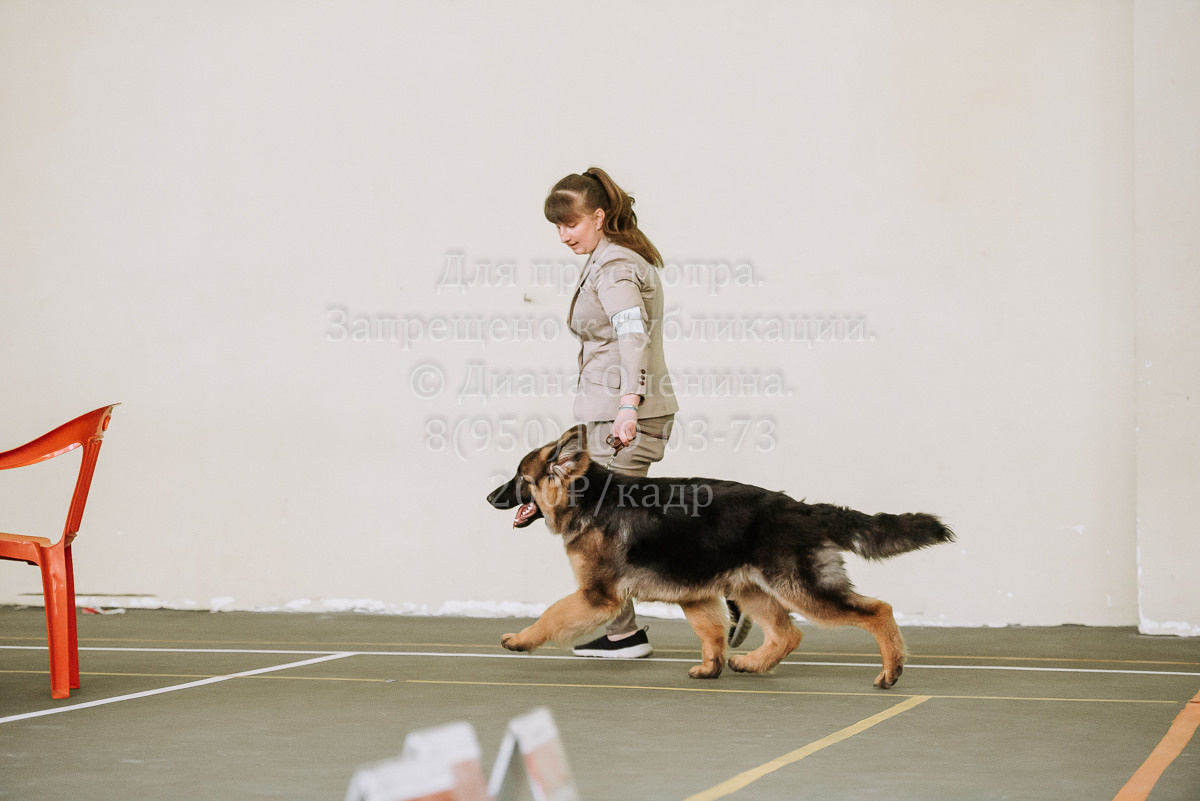 26.03.2022 Выставка собак г. Братск Континенталь. Фотограф Диана Оленина Красноярск / Братск