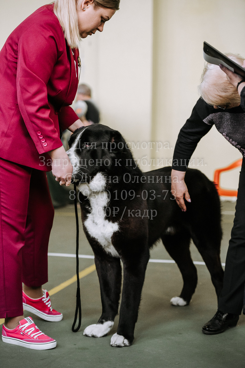 26.03.2022 Выставка собак г. Братск Континенталь. Фотограф Диана Оленина Красноярск / Братск