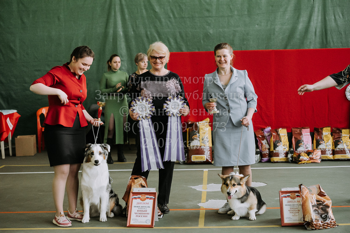 26.03.2022 Выставка собак г. Братск Континенталь. Фотограф Диана Оленина Красноярск / Братск