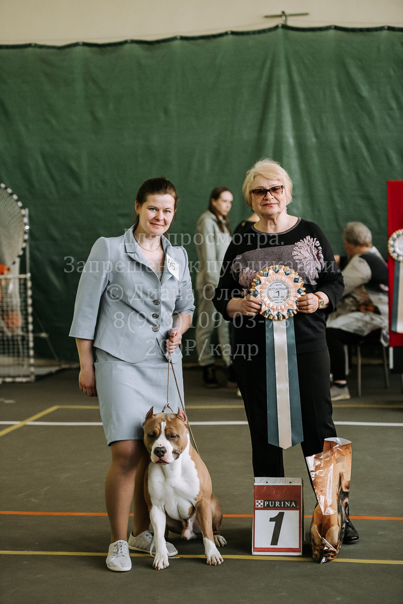 26.03.2022 Выставка собак г. Братск Континенталь. Фотограф Диана Оленина Красноярск / Братск