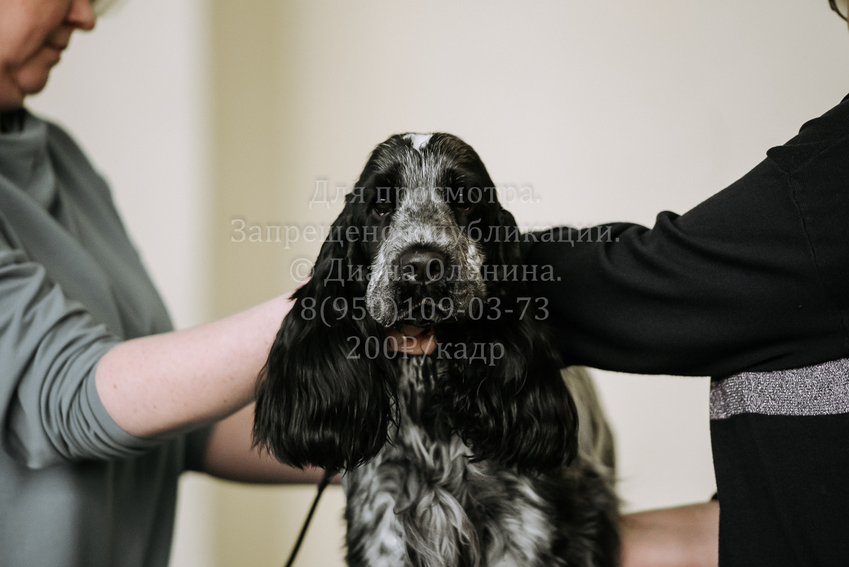 26.03.2022 Выставка собак г. Братск Континенталь. Фотограф Диана Оленина Красноярск / Братск