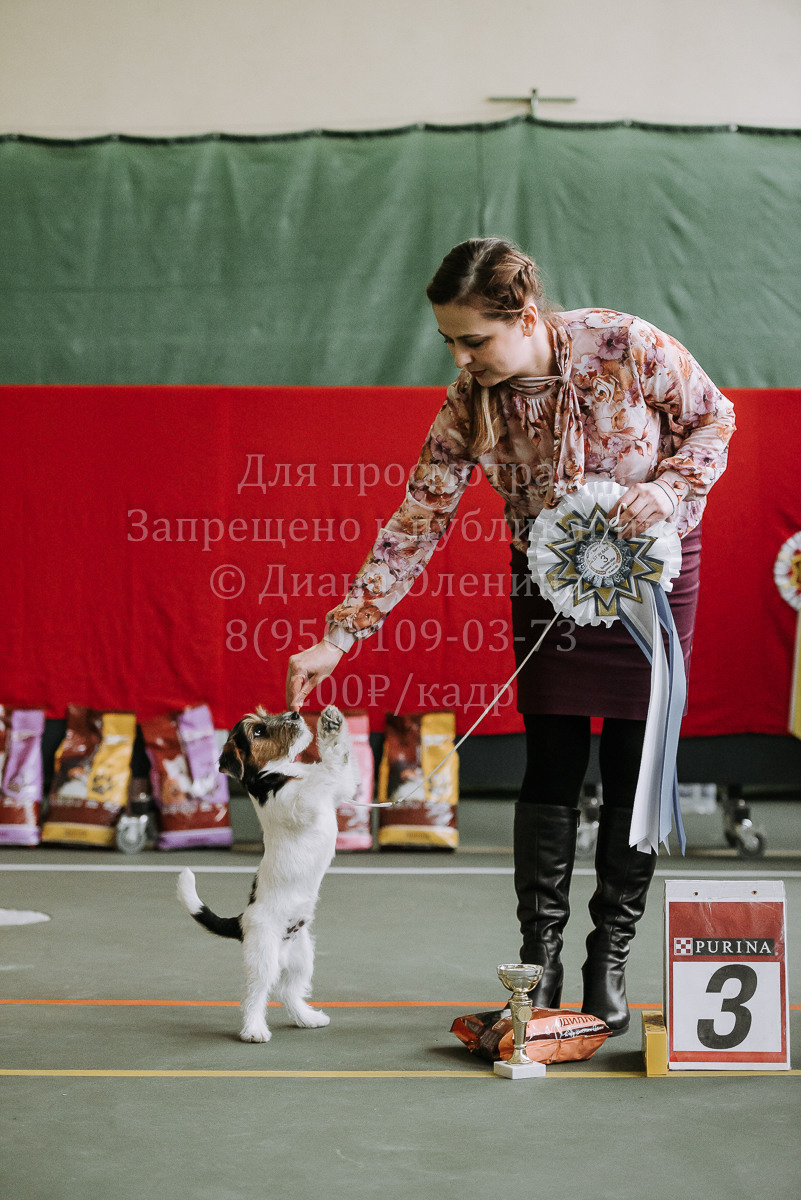 26.03.2022 Выставка собак г. Братск Континенталь. Фотограф Диана Оленина Красноярск / Братск
