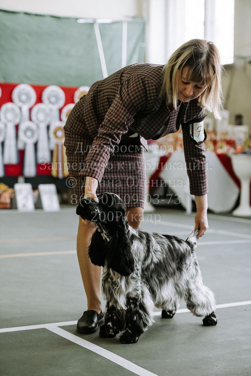 26.03.2022 Выставка собак г. Братск Континенталь. Фотограф Диана Оленина Красноярск / Братск