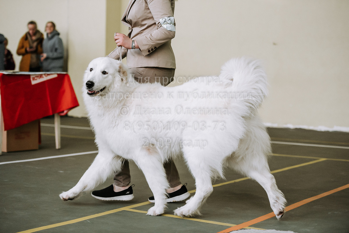 26.03.2022 Выставка собак г. Братск Континенталь. Фотограф Диана Оленина Красноярск / Братск
