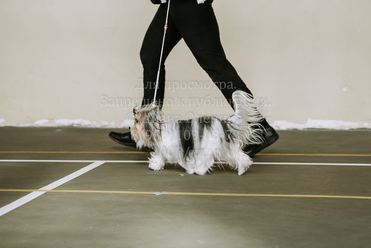 26.03.2022 Выставка собак г. Братск Континенталь. Фотограф Диана Оленина Красноярск / Братск