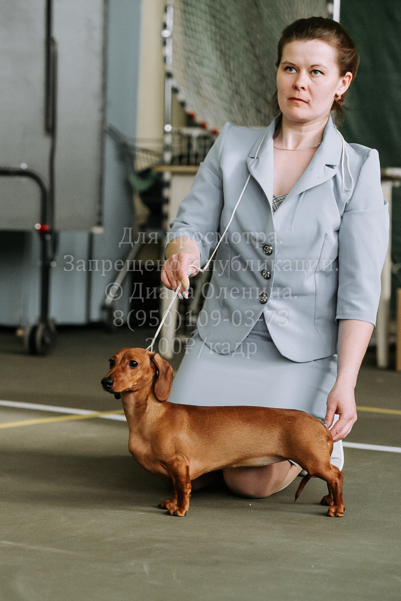26.03.2022 Выставка собак г. Братск Континенталь. Фотограф Диана Оленина Красноярск / Братск