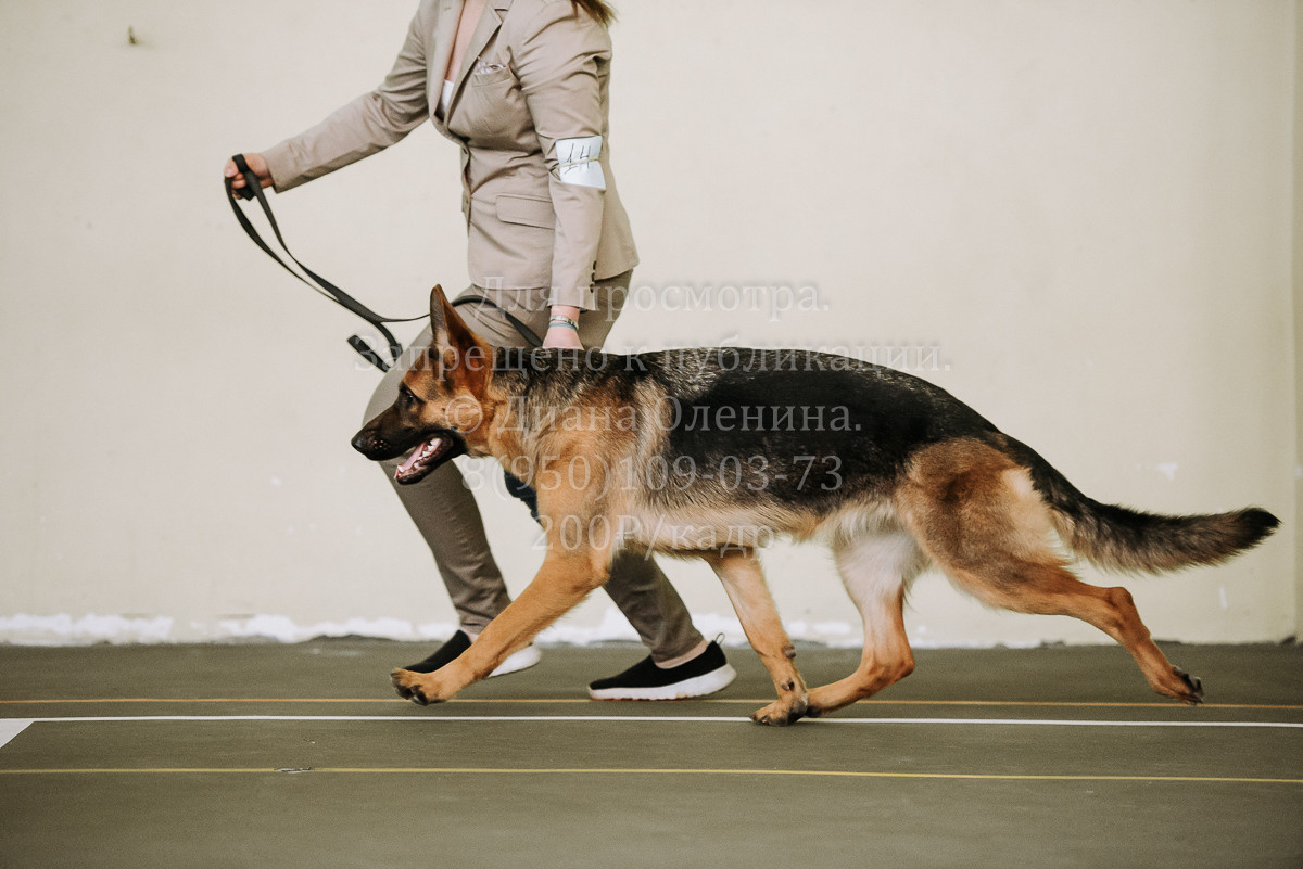 26.03.2022 Выставка собак г. Братск Континенталь. Фотограф Диана Оленина Красноярск / Братск
