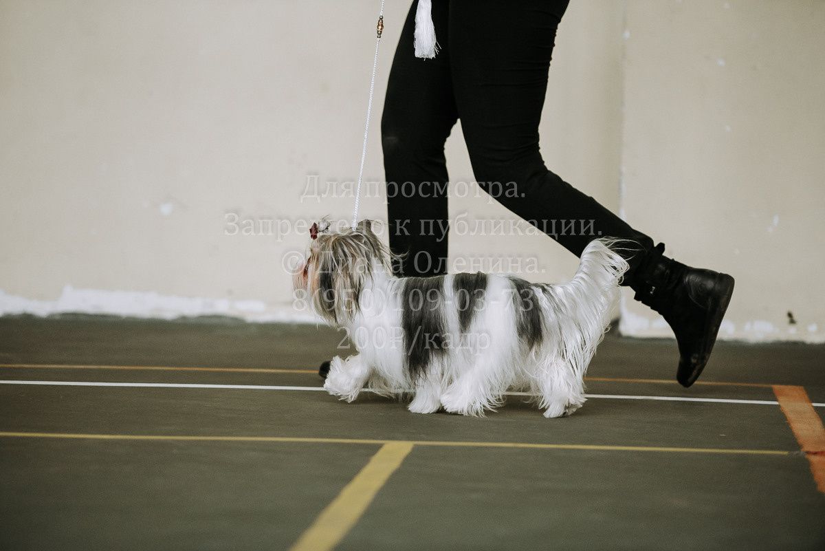 26.03.2022 Выставка собак г. Братск Континенталь. Фотограф Диана Оленина Красноярск / Братск