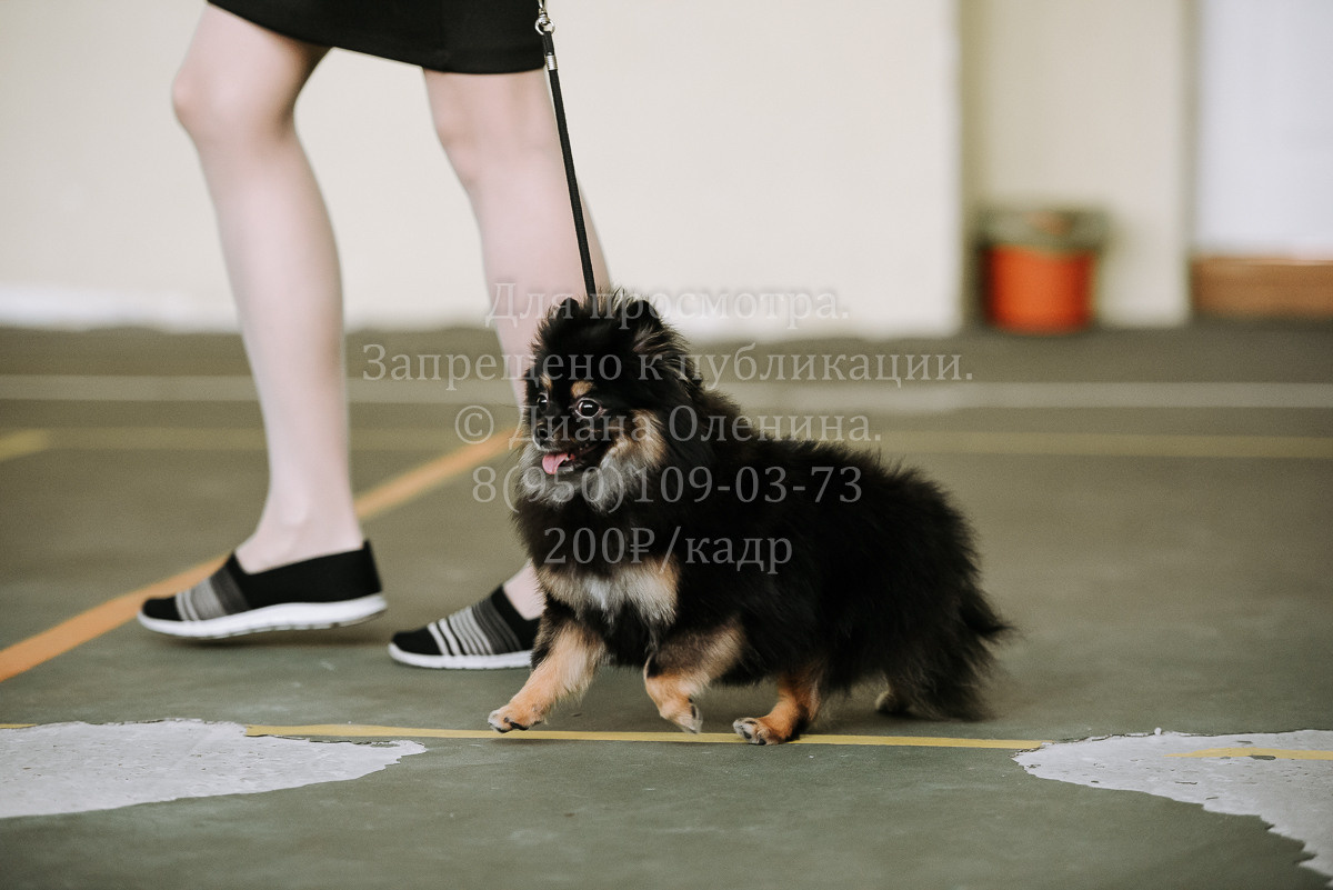 26.03.2022 Выставка собак г. Братск Континенталь. Фотограф Диана Оленина Красноярск / Братск