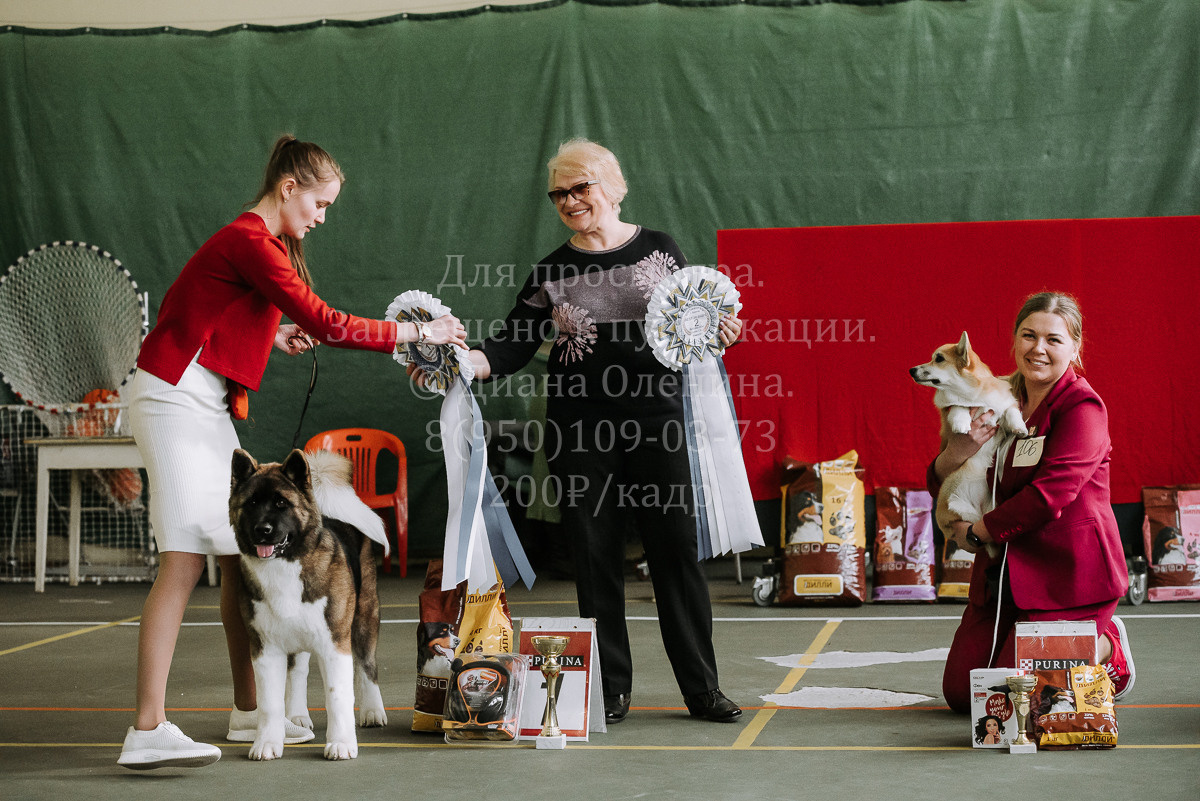 26.03.2022 Выставка собак г. Братск Континенталь. Фотограф Диана Оленина Красноярск / Братск
