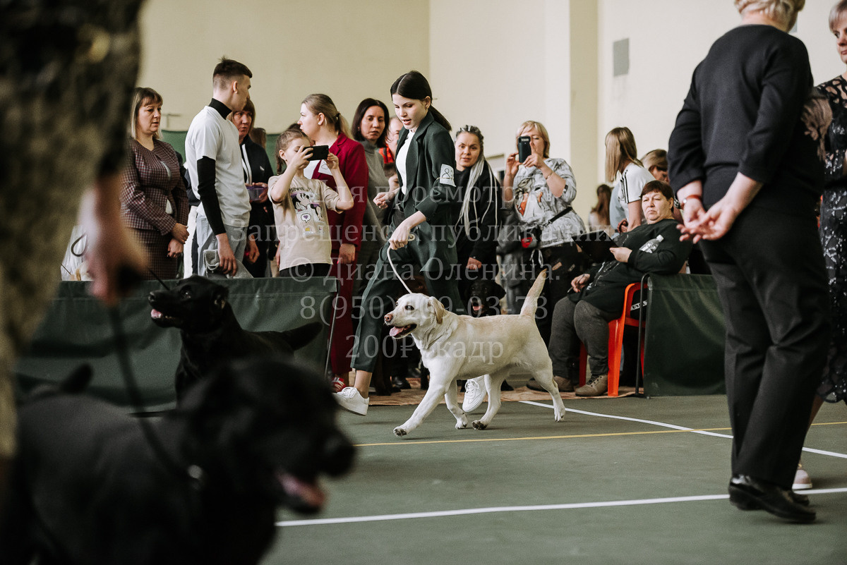 26.03.2022 Выставка собак г. Братск Континенталь. Фотограф Диана Оленина Красноярск / Братск