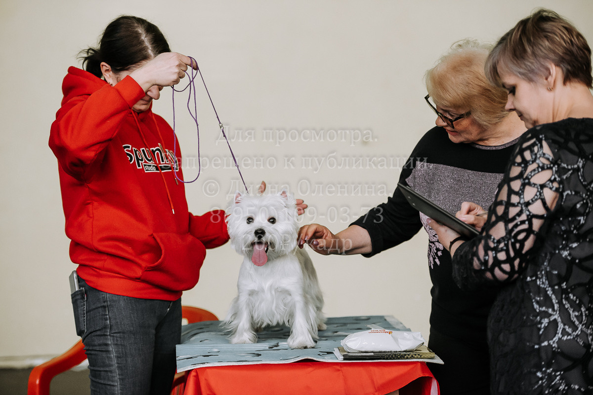 26.03.2022 Выставка собак г. Братск Континенталь. Фотограф Диана Оленина Красноярск / Братск